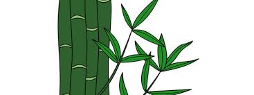There are many types of bamboo plants that can accommodate a multitude of needs with species ranging from 12 inches to over 75 feet in height and a variety of colors. Bamboo Cut Out Large