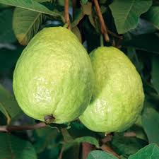 Check 'jambu batu' translations into english. Jambu Batu Lohan Guava Lohan ç½—æ±‰ç•ªçŸ³æ¦´ Per Pcs Shopee Malaysia