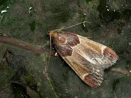 Image result for Pyralis lienigialis