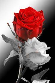 Red Rose With White Rose Painting The Roses Red Beautiful Roses White Roses