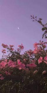 Pink flowers #style flower aesthetic, aesthetic photo, aesthetic art, aesthetic pictures,. Aesthetic Wallpapers Pink Flower 657x1291 Wallpaper Teahub Io