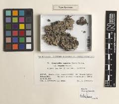 Image result for Triceratella drummondii