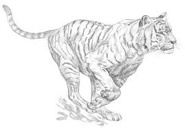 Pin On Tiger Drawing