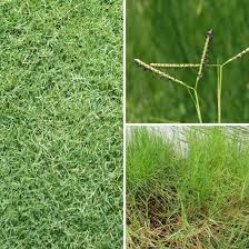 Image result for Paspalum