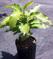 Image result for Magnolia champaca