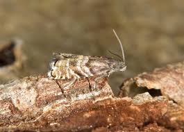 Image result for Cydia strobilella