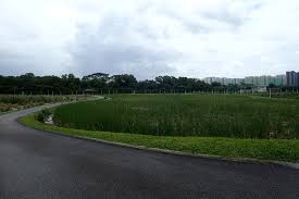 The lorong halus wetland reserve is a small area located on the eastern banks of the now loronghaluswetland #tampines #singapore formerly a landfill site,the lorong halus wetland sits. Best Bike Trails For Kids North East East And South East Of Singapore Singaporemotherhood Com