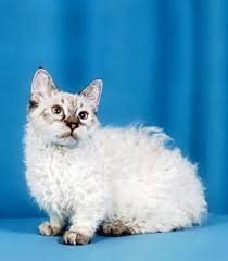 Lambkin Selkirk Rex X Munchkin A Crossing Between Two Naturally Occurring Mutation Cats Cats Whose Genetic Make Up Contains A M Cat Breeds Pets Cute Cats