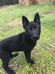 Solid Black German Shepherd Puppy Germanshepherd German Shepherd Puppies Black German Shepherd Puppies German Shepherd Dogs