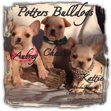 The french formalized breed standards to include a compact body and straight. Akc French Bulldog Puppies For Sale In Kokomo Indiana Classified Americanlisted Com