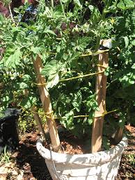 Free shipping on qualified orders. Grow Your Own Tomatoes And Tomatillos Osu Extension Catalog Oregon State University