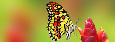 4k00:10realistic yellow butterflies flying left to right and around, isolated on transparent. Free Butterfly Facebook Covers Clipart Timeline Images