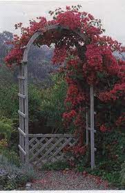 Backyard diy garden metal trellis backyard landscaping bougainvillea garden trellis bougainvillea trellis vertical. Pin By Kelly S Mardavich On Backyard Solutions Bougainvillea Bougainvillea On Fence Garden Arch