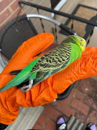 There were four of these that seem to be the same species traveling  together today in St. Pete, Florida. I am stuck