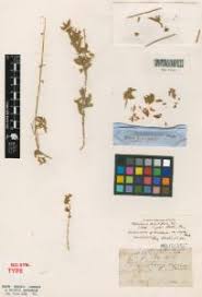 Image result for Crotalaria huillensis