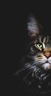 Find & download free graphic resources for cat wallpaper. Hd Wallpaper Of Black Cat