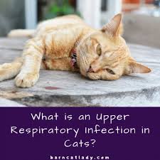 These upper respiratory viruses tend to persist in some cats, known as carrier cats, for weeks, months, or even years. What Is An Upper Respiratory Infection In Cats The Barn Cat Lady