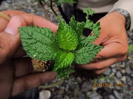 Image result for Lecanthus peduncularis