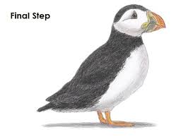 How To Draw A Puffin We have fun drawing a puffin. how to draw a puffin
