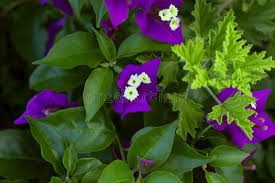 Bush with small purple and white flowers. Hedge With Purple And White Flowers Stock Photo Image Of Light Lifestyle 164805104