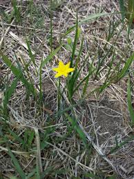 Image result for Hypoxis nyasica