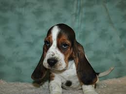 Bring a puppy to be your companion. Basset Hound Puppies Petland Dalton