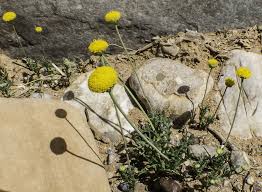 Image result for Brillantaisia pubescens