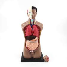 Sep 28, 2018 · have the kids try the organs on by holding them in front of their bodies; Buy Anatomy Model Human Body Model For Kids 17 Inches High Detachable Human Torso Organ Models 13 Part Anatomy Removable Organs Medical Learning Tool Preschool And School Education Display Online In Paraguay B08pfwl74f