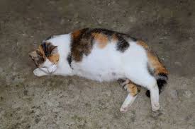 How To Care For A Pregnant Cat Pregnant Cat Cat Has Fleas Cat Care