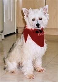 The powderpuff and the hairless. Chinese Crested Hairless Powder Puff Dog Breed Pictures 3