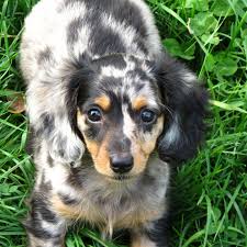Teckel Arlequin Recherche Google Animals Dogs