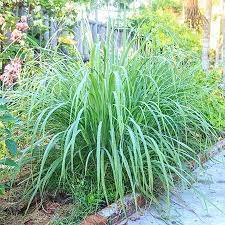 Lemon Grass Cymbopogon Citratus 200 Seeds Herb Spice Etsy Mosquito Repelling Plants Lemongrass Plant Plants That Repel Flies