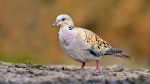 Seit 1980 sind fast 90 prozent ihrer. Nabu Turteltaube Ist Der Vogel Des Jahres 2020 Stern De