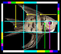 Who Are We The Golden Mean Golden Ratio Fibonacci Fibonacci Golden Ratio The Golden Mean Golden Ratio