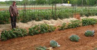 Check spelling or type a new query. East Texas Gardening Welcome To East Texas Gardening Briefs On What S Happening Horticulturally In And Around Tyler Smith County And Northeast Texas Plus Profiles Of Some Of My Favorite Plants