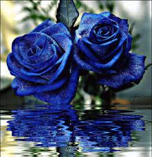 Imagen: Fácil Descargar Imagenes De Rosas Azules Hd Gratis | Imágenes De  ... | Blue roses, Blue roses wallpaper, Rose