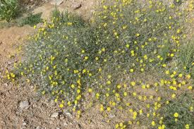 Image result for Launaea