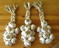 Growing Garlic In Central Texas Backbone Valley Nursery Growing Garlic Garlic Valley Nursery