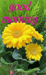 Pin By Thyagaraj B On Good Morning Good Morning Flowers Quotes Good Morning Flowers Good Morning Flowers Pictures