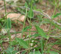 Image result for Alloteropsis