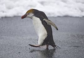 Royal Penguin Macquarie Royal Penguin Penguins Penguin Walk