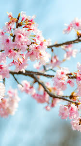 Check spelling or type a new query. Hd Wallpaper 42 Fiori Di Ciliegio Fiori Rosa Sakura