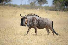 Browse 239 wildebeest crocodile stock photos and images available or start a new search to explore more stock photos and images. Wildebeests Super Efficient Muscles Allow Them To Walk For Days Without Drinking