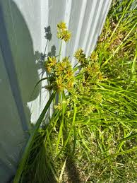 Image result for Eragrostis aspera