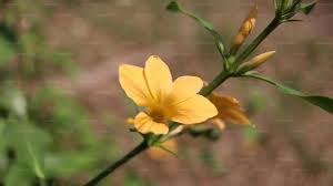 Image result for Barleria tanzaniana
