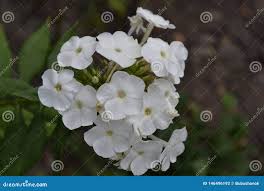 Image result for Polemoniaceae