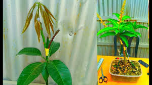 Then we grafted the two shoots in a way that the narrow edge is towards the center of the branch and the bark at the back is lining with the bark of the branch. How To Double Grafting On Mango Tree Mango Tree Mango Plant Grafting