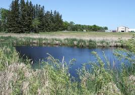 How complex is the buying process? Manitoba Wetlands Policy Frustrates Farmers The Western Producer