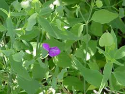 Image result for Dicliptera monroi