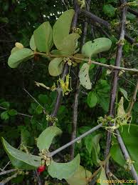 Image result for Erianthemum dregei